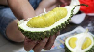 myths and facts about durians