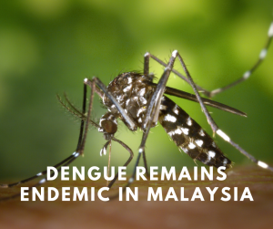 Dengue Fever Remain Endemic in Malaysia, endemik